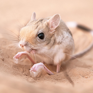 Jerboa